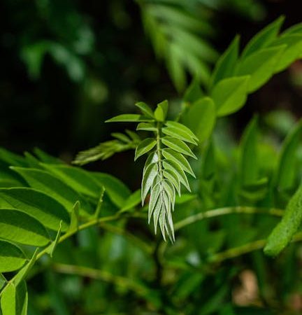 Arena Plus GCash: Best Strategies for Philippines Users